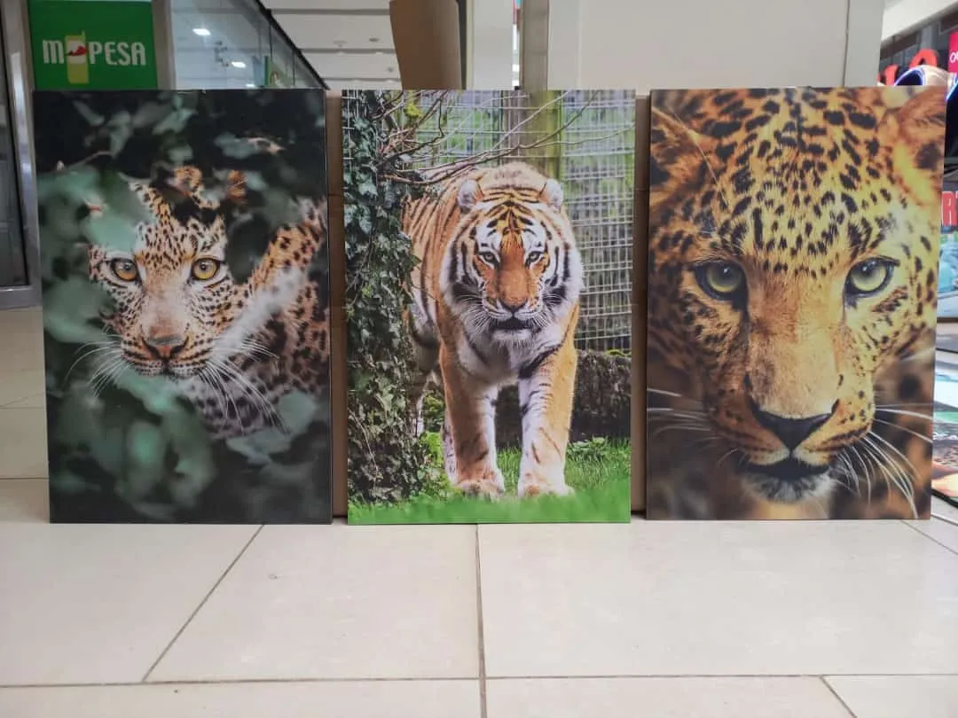 Big Cats Set of Three – Wildlife & Nature wall art mount by Kwanza Images